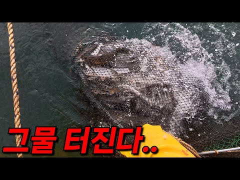 The net is about to burst! They caught so many in one go... Take your catch!