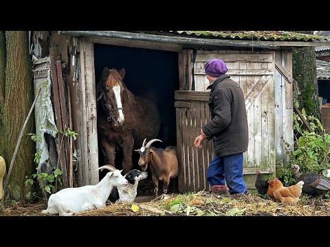 A touching story of life where every day begins with love for pets!