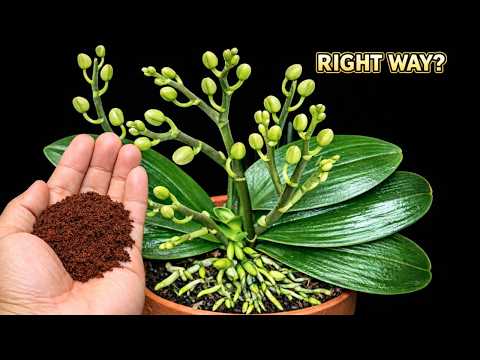 1 Spoon of Coffee for Orchids – The Correct Way (Avoid This Mistake)