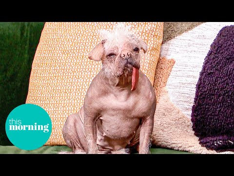 How Peggy the ‘Ugliest Dog’ Became a Marvel Movie Star | This Morning
