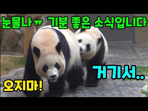 2025년 12월 20일 눈물 나요. 기분 좋은 소식입니다 에버랜드 판다월드 세컨하우스 