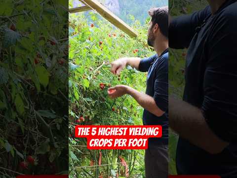 Add these 5 Crops to your planting list if you're looking for bigger harvests in 2026! 🥒🍅🥔