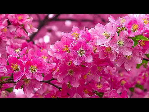 Healing Music for the Heart and Soul 🌿 Stress Relief and Inner Peace #2