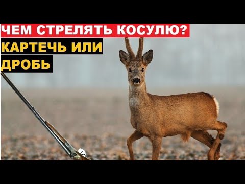 ✔️ЧЕМ СТРЕЛЯТЬ КОСУЛЮ? МОЙ ВАРИАНТ ПАТРОНОВ!
