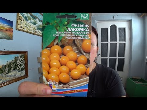 Is it worth growing physalis?