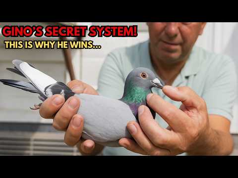 How Gino Clicque Breeds Winners: Full Loft Tour & Breeding Secrets Explained .