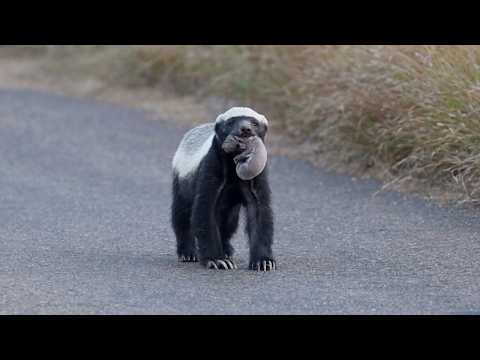 One of the Rarest Safari Sightings Ever! Kruger National Park