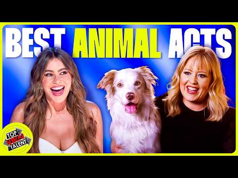 Top 20 Best Animal Acts on Got Talent