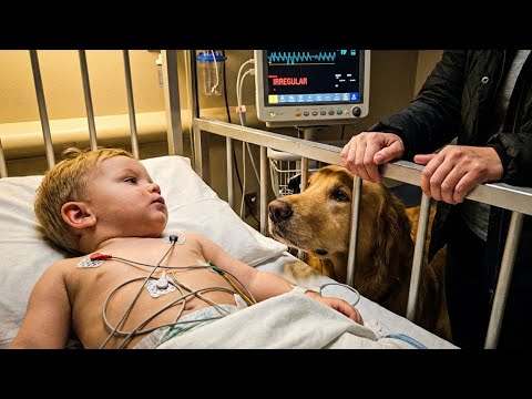 Vet Said 'Your Dog Is Fine' — 14 Days Later, She Saved The Toddler's Life