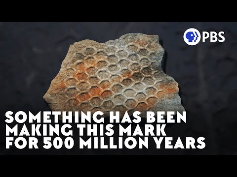 Something Has Been Making This Mark For 500 Million Years