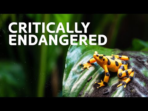 Last Of Their Kind: 3+ Hours Of The World's Most Endangered Species