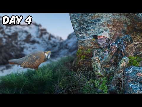 Searching for America’s Rarest Bird