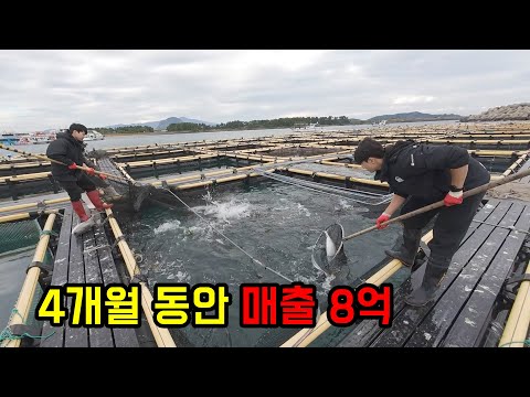 4개월동안 방어 3000마리 잡아서 연매출 8억 찍는 20대 사장님..ㄷㄷ(feat_나이는 어리지만 배울 게 참 많았습니다..)