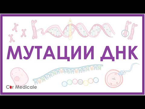 Мутации ДНК - генные, хромосомные, геномные | делеция, транслокация, инверсия - кратко