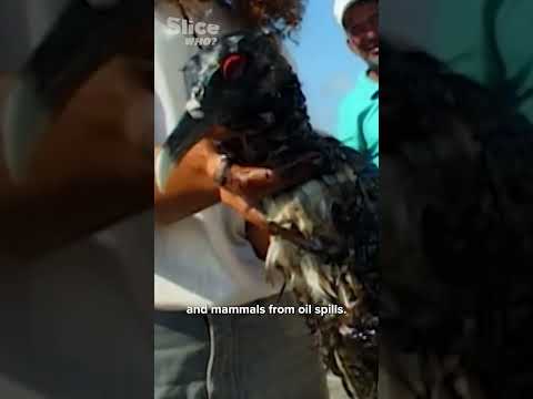 Paul Watson’s High-Stakes Oil Spill Rescue | SLICE WHO