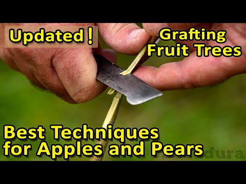 The BEST GRAFTING techniques for APPLES, PEARS and other fruit trees | Update