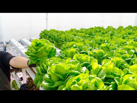 Farming is Science. Process of Growing Fresh Vegetables Using Korean Scientific Methods.