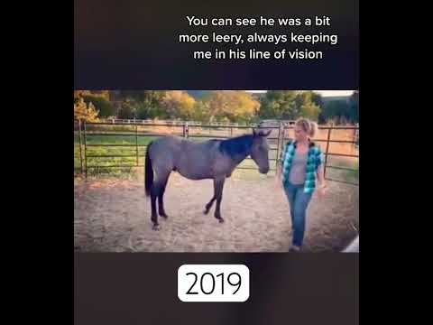 You would never know the lovable boy you see today, was once such a scared little boy 🥺 #horselife