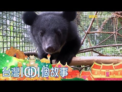南安小熊要回家 九個月野訓過程全紀錄 part1 台灣1001個故事