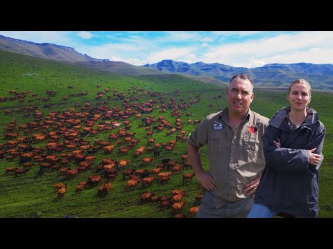 The Business of Beef with Delwyn Roberts