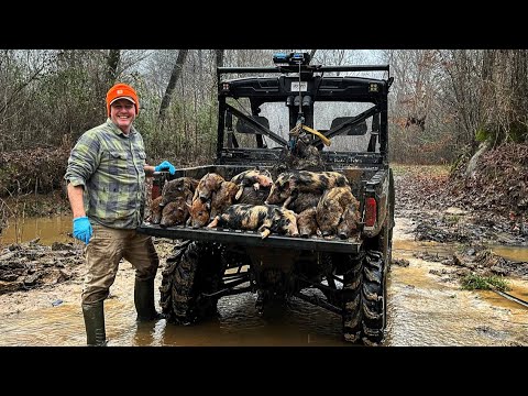 Trapping wild hog sounders deep in the river bottom. (Flood warning)