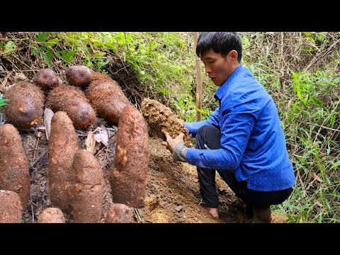 Wild Forest Harvest Underground Tubers and Mouse Selling at Village Market
