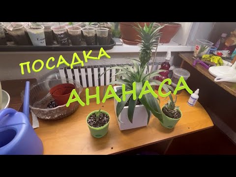 Посадка ананаса или плантация ананасов в квартире продолжение