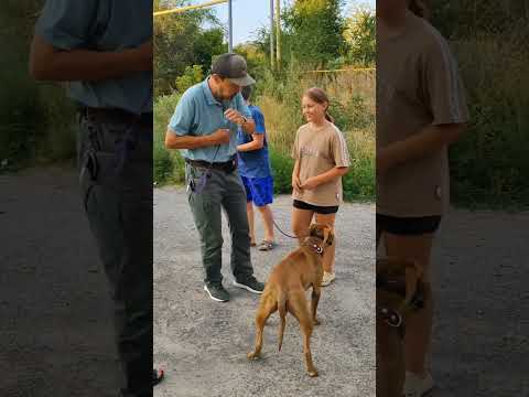 Aggressive pit bull.