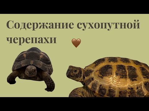 Содержание сухопутной черепахи – СУХОПУТНАЯ ЧЕРЕПАХА🐢