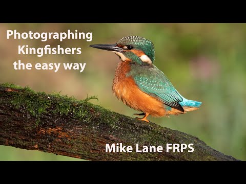 Photographing Kingfishers the easy way