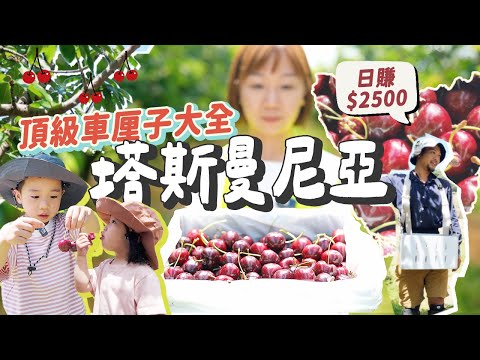 塔斯曼尼亞車厘子大全🍒直闖不開放的商業農場!!打工渡假日賺$2500?! 世界頂級車厘子吃到飽！＋ 塔斯旅遊必去自摘車厘子園！