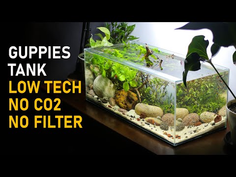 Making Guppy Tank with Easy Fast Growing Plants | Low Tech | No Filter | No CO2