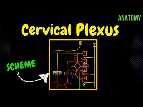 Cervical Plexus (EASY Scheme) | Anatomy