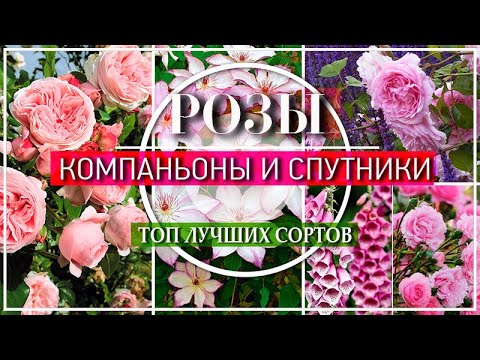 ПОТРЯСАЮЩИЕ СОСЕДИ ДЛЯ РОЗ  / МНОГОЛЕТНИКИ  Рядом с РОЗАМИ / ТОП ЛУЧШИХ