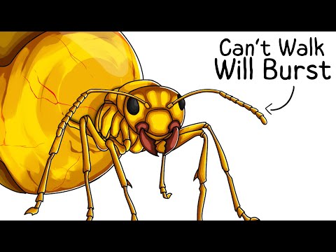 Why it Sucks To Be Born As a Honeypot Ant