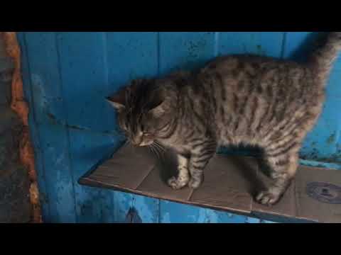 The Cat Came to Warm the Little Street Kittens