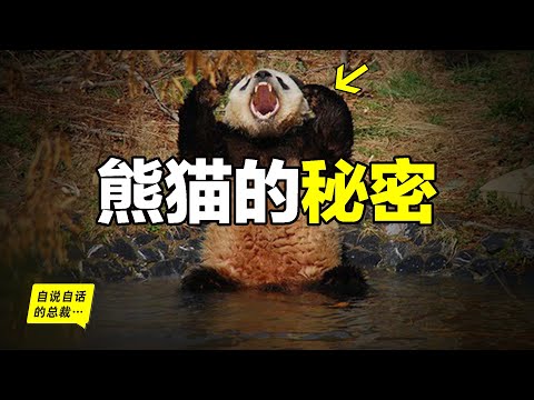 Panda：A Real Ancient Horror, Why Only Humans Think Pandas Are Cute?