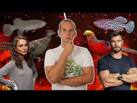 Why are males and females different?