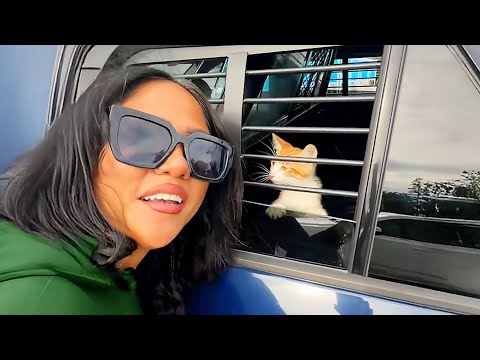 They Arrested This Cat