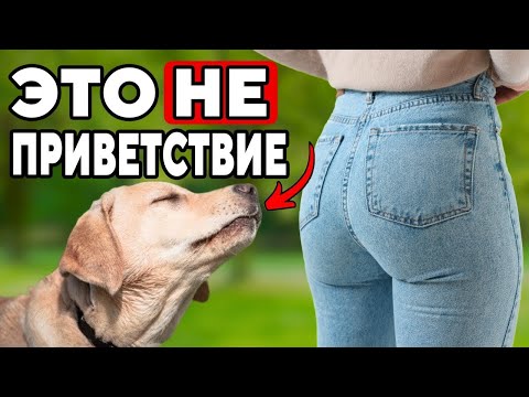 The Real Reason Why Dogs Sniff You "THREE" (Shocking)