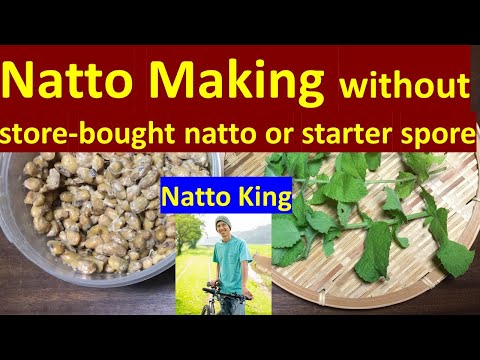 How to Make Natto from a Wild Plant by Natto King