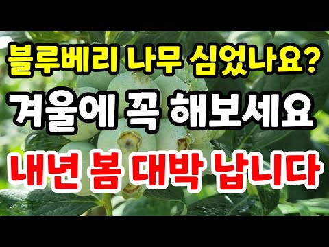 블루베리 내년 봄 대박 나려면 겨울에 꼭 해보세요 놀라운 일이 생깁니다 블루베리 묘목 심는방법#블루베리키우기#블루베리삽목#블루베리가지치기#힐링 #gardening#farming