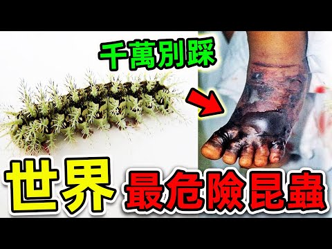全世界最危險的10種致命昆蟲！每年600000人因碰它喪命，第一名堪稱“人類死神”，竟然就在我們身邊。|#世界之最top #世界之最 #出類拔萃 #腦洞大開 #top10 #最危險昆蟲