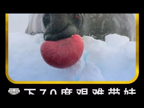 北極百年難遇的無冰夏季，離開媽媽的小北極熊是否能存活下來? #即錄觀世界 #紀錄片 #電影 #北極 #因紐特人