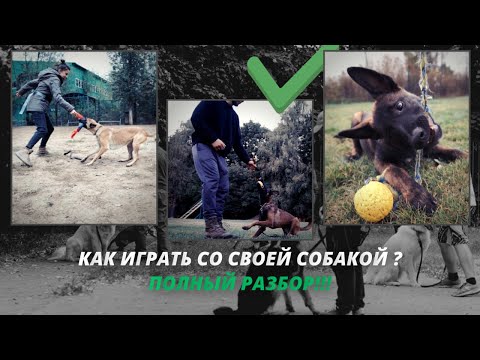 Я спросил профессиональных дрессировщиков о том, как играть с собакой и вот что они сказали
