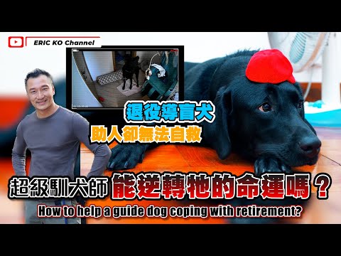 退役導盲犬🐶幫人卻無法自救🥲✨超級馴犬師能逆轉他的命運嗎?How to help a guide dog coping with retirement?
