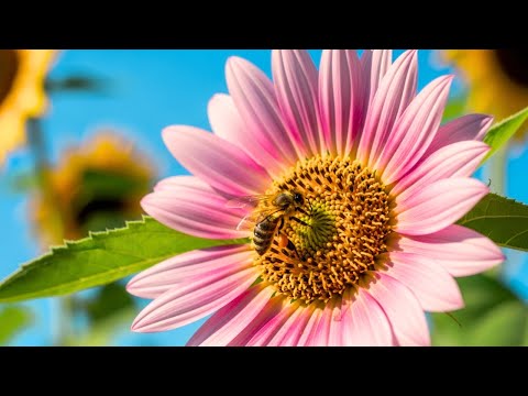Relaxing Music with Beautiful Flowers 🌸 Deep Healing Music for Nervous System & Emotional Balance