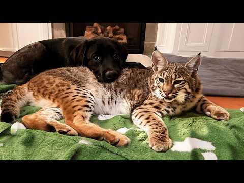 Puppy Fell In Love With Bobcat, Now Bobcat Has No Idea How to Escape!
