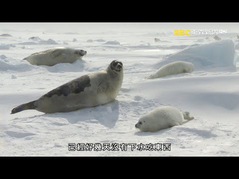 消失的北極小白仔Part I 《聚焦全世界》精選 聚焦北冰洋｜舒夢蘭