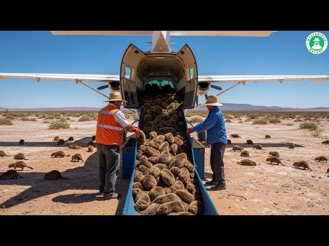 They RELEASED BEAVERS IN THE DESERT And Abandoned Them — 6 Months Later, Scientists Were Shocked